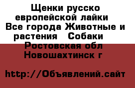 Щенки русско европейской лайки - Все города Животные и растения » Собаки   . Ростовская обл.,Новошахтинск г.